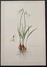 Botanique Perce-neige Gravure couleur d'après Karl Grossmann
