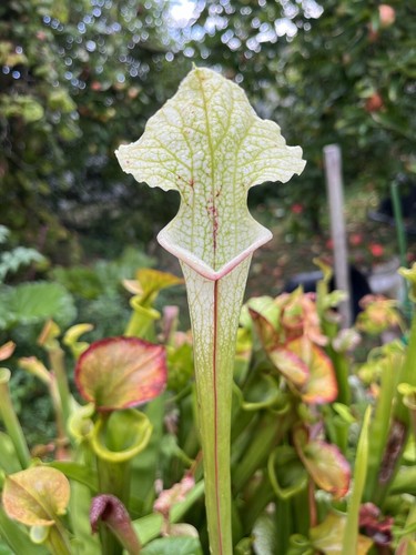 200 graines sarracenia mix - sarracenia,