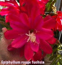 Epiphyllum fuchsia - 🌺,