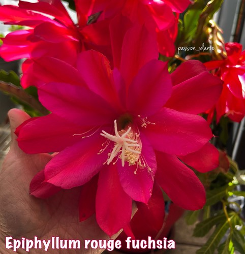 Epiphyllum fuchsia - 🌺, “fuchsia