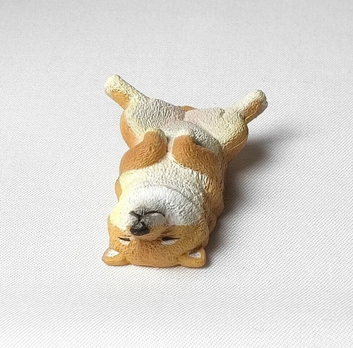 Chien nonkidane insouciant - nonkidane,