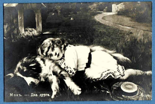 Saint bernard dog - dog, girl