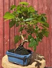 BONSAÏ MORUS, MÛRIER 8ANS