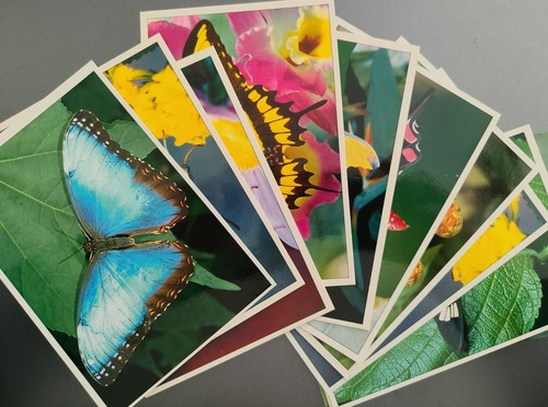 Cartes postales papillons