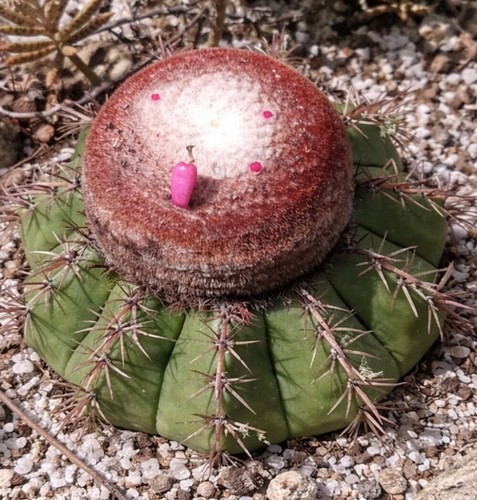 Melocactus conoideus hu183 - melocactus,