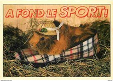 Animaux - Lapins - CPM - Voir