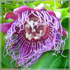 10 graines de Barbadine - (Passiflora quadrangularis) - Récolte 2024