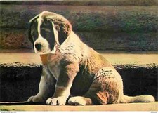Animaux - Chiens - Saint Bernard - Chiots - CPM - Voir Scans Recto-Verso