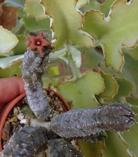 Caralluma europea - caralluma,
