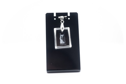 Malinois chien collier photo - malinois,