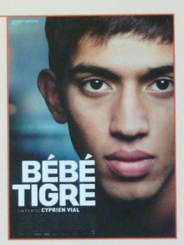 Dvd bebe tigre cyprien - dvd, /