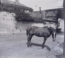 FRANCE Cheval noir c1910 Photo