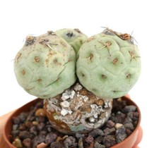 Tephrocactus geometricus -