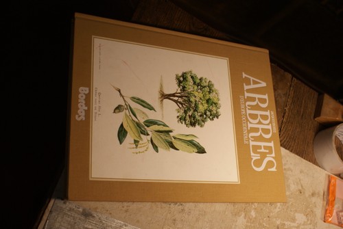 Arbres europe occidentale - d,