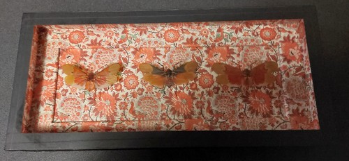 Histoire naturelle entomologie