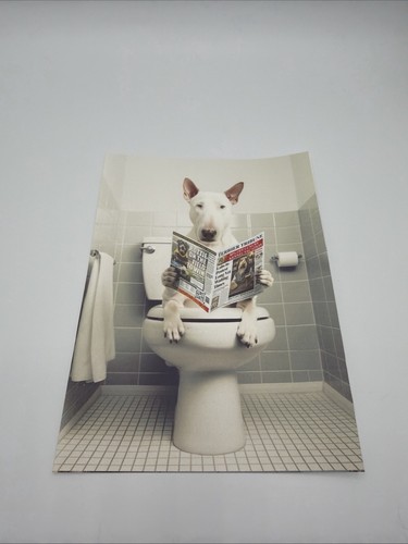 Affiche chien bull - chien, wc