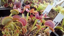 plantes carnivores Lot mystère de 5 plants de dionaea (mystery box of 5 dionaea)