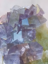 Très belle Fluorine violette