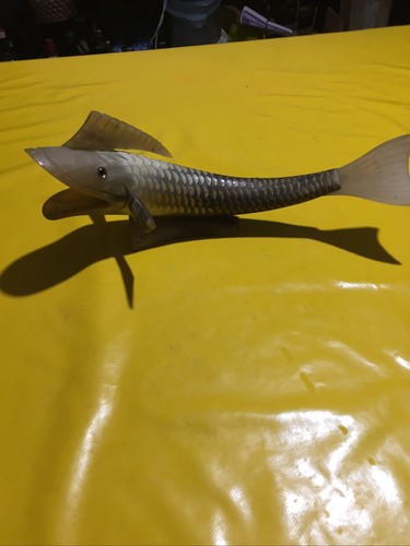 Poisson corne - poisson,