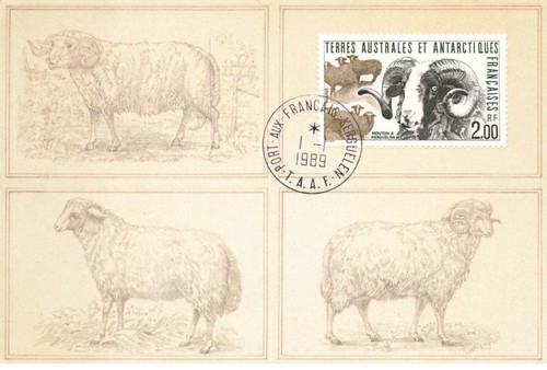 Carte maximum fdc - carte, t.a.a.f