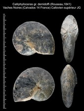 Rare et belle ammonite fossile