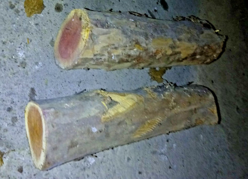 Bois d if tournage - 2, *