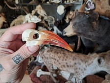 Crâne de calao à bec rouge 