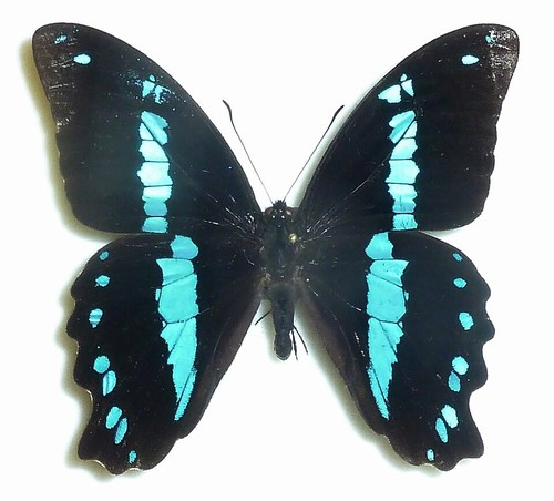Entomologie papillon - entomologie,