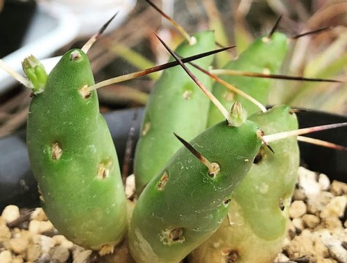 Tephrocactus boliviensis 10000