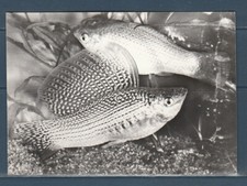 CPSM vers 1960  faune animaux