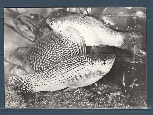 Cpsm vers 1960 - , animaux