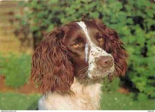 Carte Postale - Animaux -