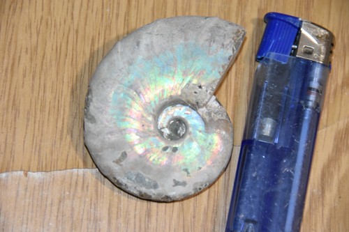 Ammonite aioloceras besairiei - ammonite,