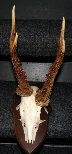 Superbe trophee chasse - trophee,