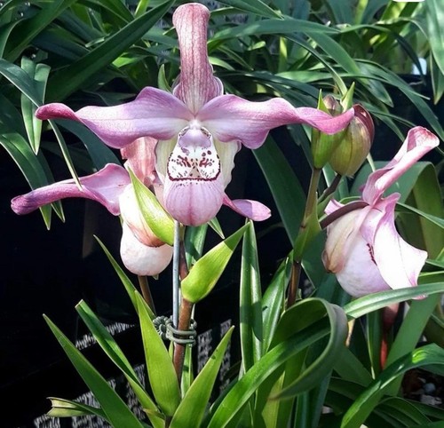 Phragmipedium peruflora - phragmipedium, peruflora’s