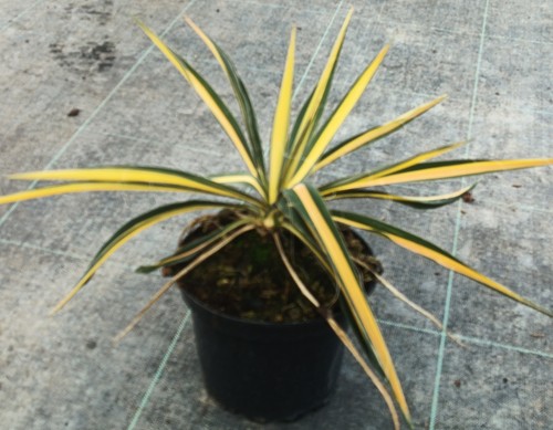 Yucca filamentosa color - filamentosa, 'color