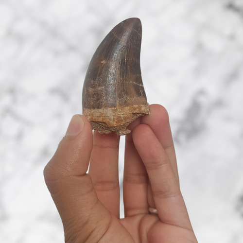 Dent mosasaure prognathodon - de,