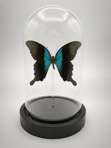 Véritable papillon papilio - véritable,
