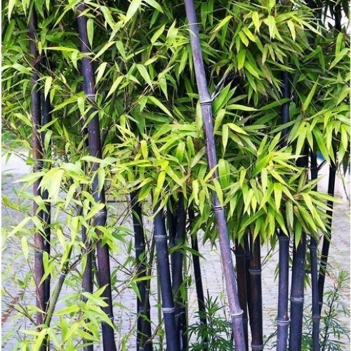 Black bamboo seeds - bamboo,
