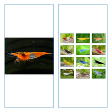 10 Crevette XL NEODARIDINA