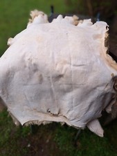 Peau de Mouton Tannée