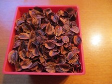 100 graines de Rhubarbe Victoria récolte 07/2025