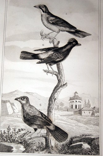 Oiseaux buffon gravure grand - oiseaux,