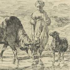 Julien de La Rochenoire Vache