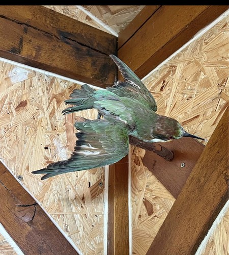 Taxidermie abeille européenne - taxidermie,