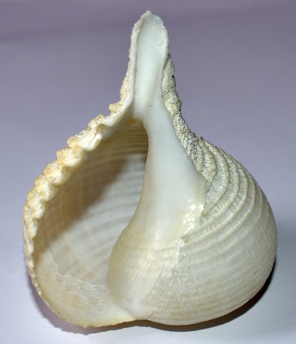 Sea shell coquillages - -,
