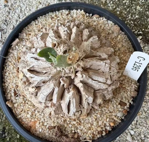Sale rare cacti - rare, plant