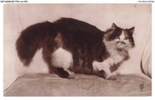 ASHP7-0393-CHAT - CHAT PERSAN TRICOLORE