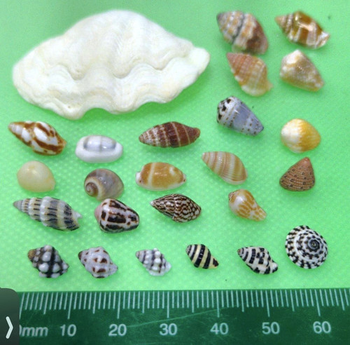 Rare coquille japon - rare, du