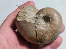 Nautile Cenoceras France